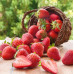 Flavor Shot Just Strawberry 15ml/120ml